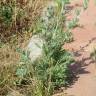 Fotografia 11 da espécie Artemisia absinthium do Jardim Botânico UTAD