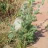 Fotografia 11 da espécie Artemisia absinthium do Jardim Botânico UTAD