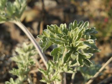 Fotografia da espécie Artemisia absinthium