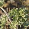 Fotografia 12 da espécie Artemisia absinthium do Jardim Botânico UTAD