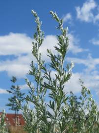 Fotografia da espécie Artemisia absinthium