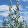 Fotografia 13 da espécie Artemisia absinthium do Jardim Botânico UTAD
