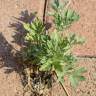Fotografia 15 da espécie Artemisia absinthium do Jardim Botânico UTAD