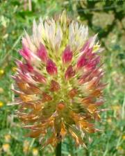 Fotografia da espécie Trifolium vesiculosum