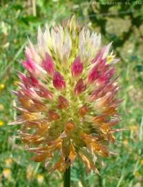 Fotografia da espécie Trifolium vesiculosum