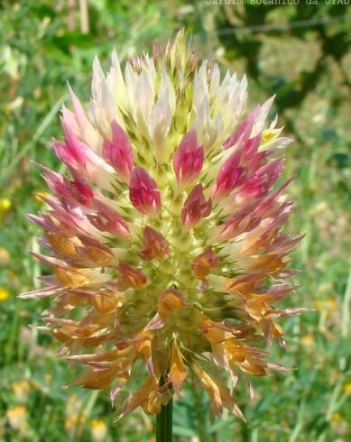 Fotografia de capa Trifolium vesiculosum - do Jardim Botânico