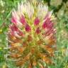 Fotografia 1 da espécie Trifolium vesiculosum do Jardim Botânico UTAD