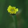 Fotografia 5 da espécie Arnoseris minima do Jardim Botânico UTAD