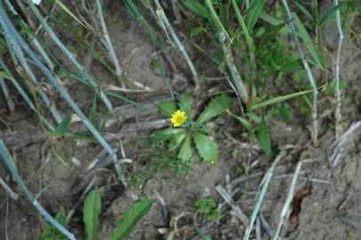 Fotografia da espécie Arnoseris minima