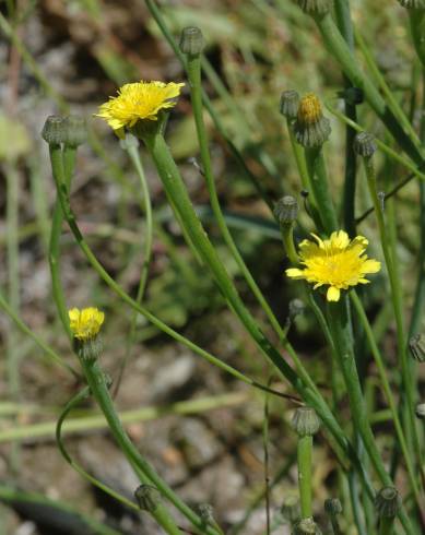 Fotografia de capa Arnoseris minima - do Jardim Botânico