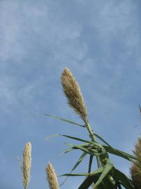 Fotografia da espécie Arundo donax