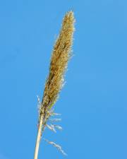 Fotografia da espécie Arundo donax