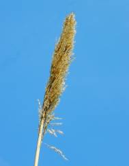 Arundo donax