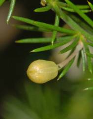 Asparagus acutifolius