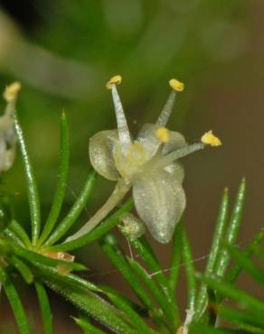 Fotografia 4 da espécie Asparagus acutifolius no Jardim Botânico UTAD