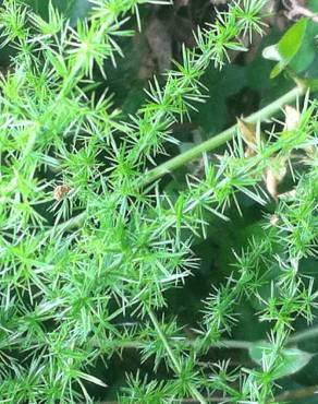 Fotografia 6 da espécie Asparagus acutifolius no Jardim Botânico UTAD