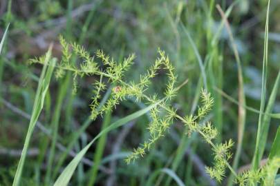 Fotografia da espécie Asparagus acutifolius