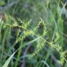 Fotografia 7 da espécie Asparagus acutifolius do Jardim Botânico UTAD