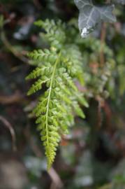 Fotografia da espécie Asplenium obovatum subesp. billotii