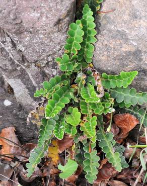 Fotografia 6 da espécie Asplenium ceterach no Jardim Botânico UTAD