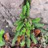 Fotografia 6 da espécie Asplenium ceterach do Jardim Botânico UTAD