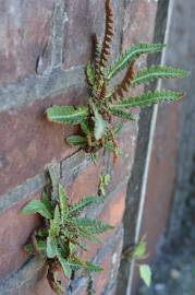 Fotografia da espécie Asplenium ceterach