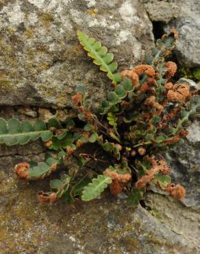 Fotografia 8 da espécie Asplenium ceterach no Jardim Botânico UTAD