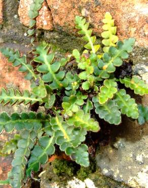 Fotografia 9 da espécie Asplenium ceterach no Jardim Botânico UTAD