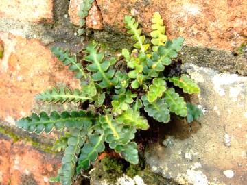 Fotografia da espécie Asplenium ceterach