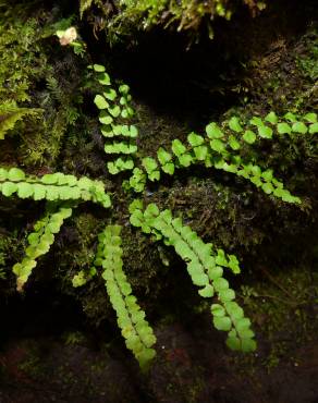 Fotografia 5 da espécie Asplenium trichomanes subesp. quadrivalens no Jardim Botânico UTAD