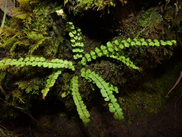 Fotografia da espécie Asplenium trichomanes subesp. quadrivalens