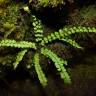 Fotografia 5 da espécie Asplenium trichomanes subesp. quadrivalens do Jardim Botânico UTAD