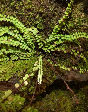 Fotografia 1 da espécie Asplenium trichomanes subesp. quadrivalens no Jardim Botânico UTAD