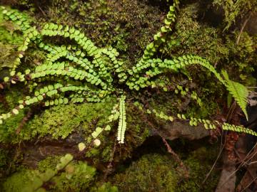 Fotografia da espécie Asplenium trichomanes subesp. quadrivalens