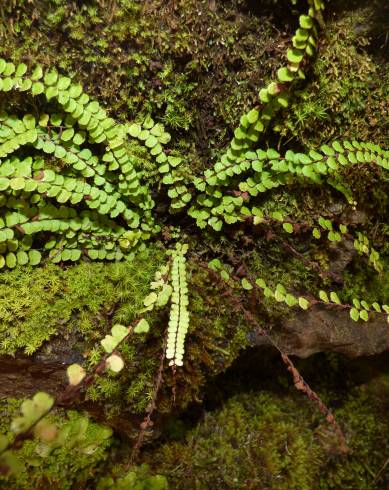 Fotografia de capa Asplenium trichomanes subesp. quadrivalens - do Jardim Botânico