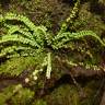 Fotografia 1 da espécie Asplenium trichomanes subesp. quadrivalens do Jardim Botânico UTAD