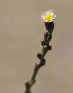 Fotografia 9 da espécie Aster squamatus no Jardim Botânico UTAD