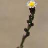 Fotografia 9 da espécie Aster squamatus do Jardim Botânico UTAD