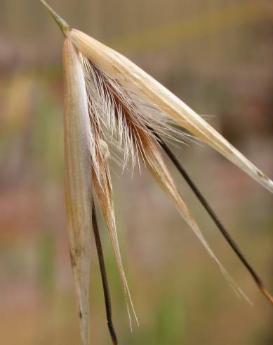 Fotografia de capa Avena barbata subesp. lusitanica - do Jardim Botânico