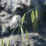 Fotografia 3 da espécie Avena sterilis subesp. sterilis do Jardim Botânico UTAD