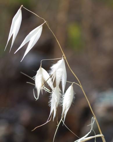 Fotografia de capa Avena sterilis subesp. sterilis - do Jardim Botânico