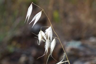 Fotografia da espécie Avena sterilis subesp. sterilis