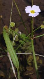 Fotografia da espécie Baldellia ranunculoides subesp. ranunculoides