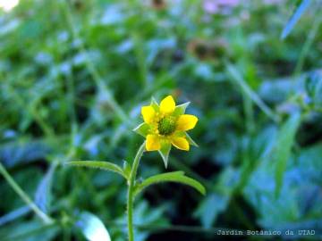 Fotografia da espécie Geum hispidum