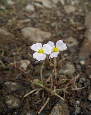 Fotografia 4 da espécie Baldellia ranunculoides subesp. ranunculoides no Jardim Botânico UTAD