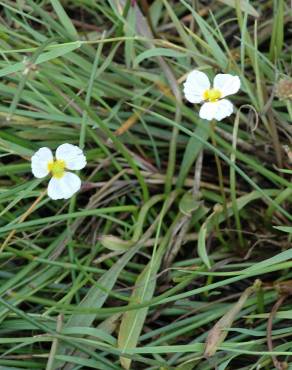 Fotografia 5 da espécie Baldellia ranunculoides subesp. ranunculoides no Jardim Botânico UTAD