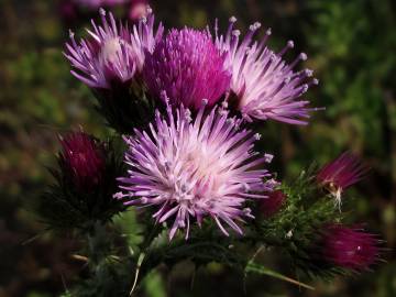 Fotografia da espécie Carduus tenuiflorus