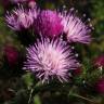 Fotografia 3 da espécie Carduus tenuiflorus do Jardim Botânico UTAD