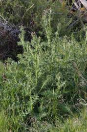 Fotografia da espécie Carduus tenuiflorus