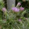 Fotografia 6 da espécie Carduus tenuiflorus do Jardim Botânico UTAD